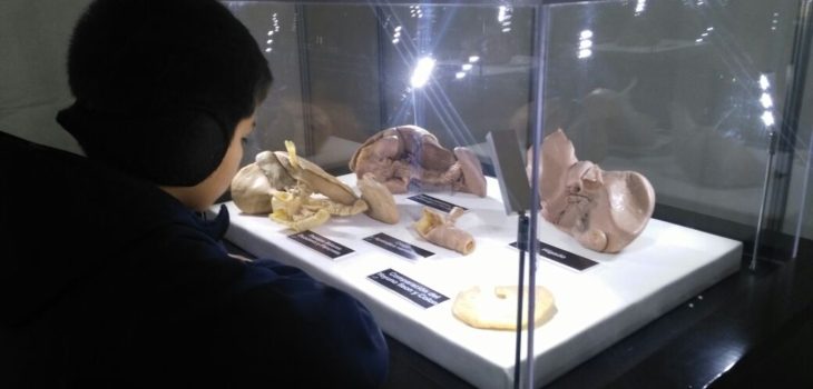 Llega muestra de cuerpos humanos reales a Concepción - BioBioChile