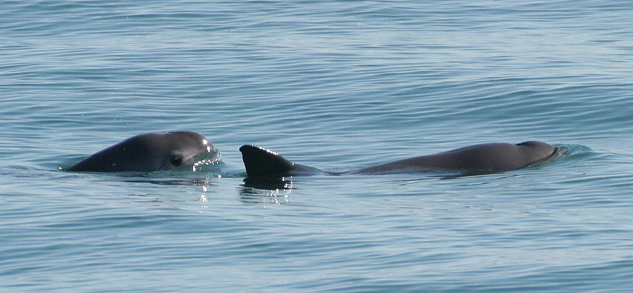 Un par de vaquitas marinas nadando juntas | Wikimedia Commons