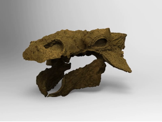Fósil del cráneo del dinosaurio | Latimes.com