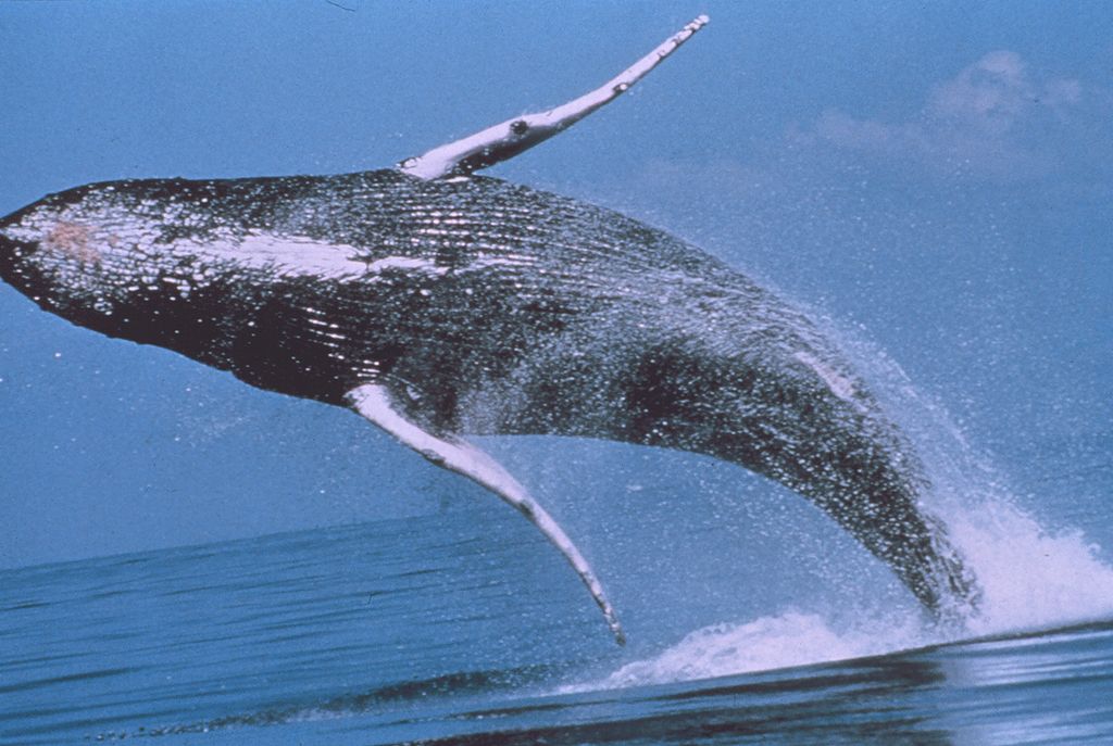 Saltos de una ballena jorobada durante el cortejo sexual (CC) Wikimedia Commons
