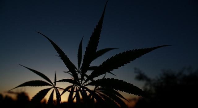 Una mujer fue detenida con 250 gramos de marihuana en Ancud - BioBioChile
