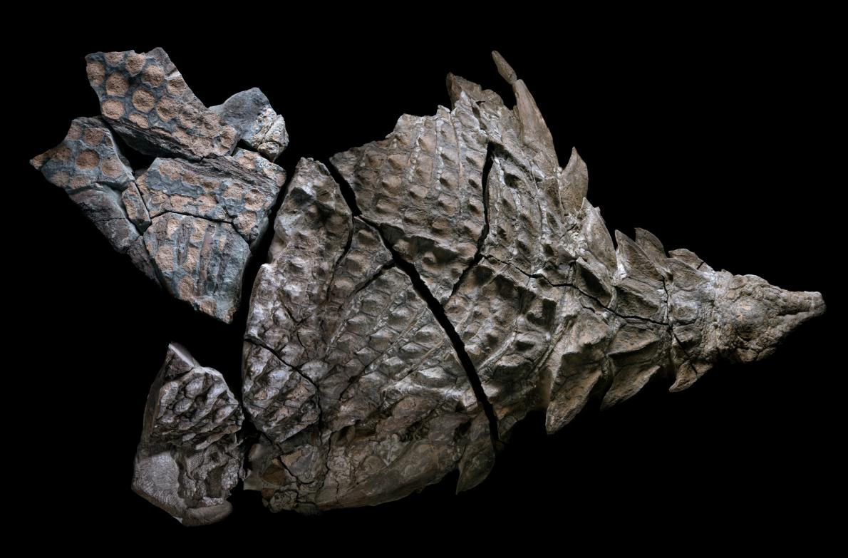Nodosaurio mejor preservado de la historia | Robert Clark | www.nationalgeographic.com