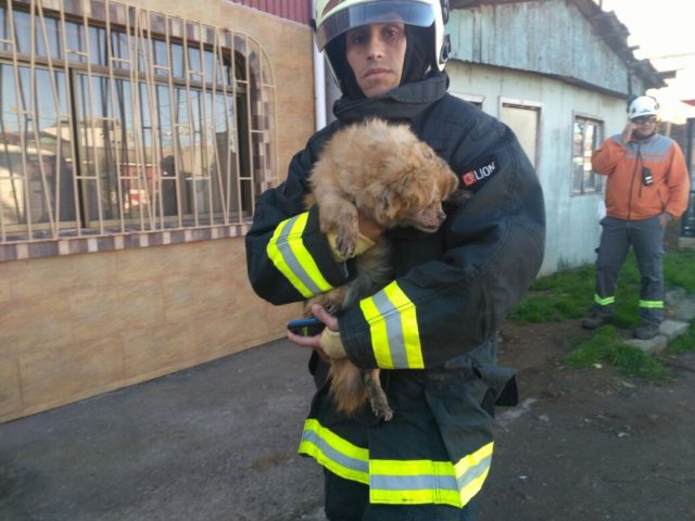 perro-rescatado-en-incendio-640x480.jpeg