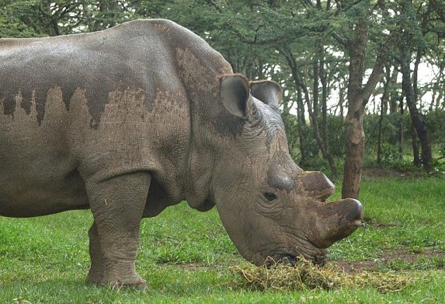 Sudán, el último macho de rinoceronte blanco del norte | Tony Karumba | AFP