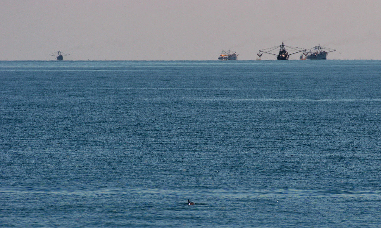 Vaquita marina nadando en primer plano con barcos pesqueros de fondo | Wikimedia Commons