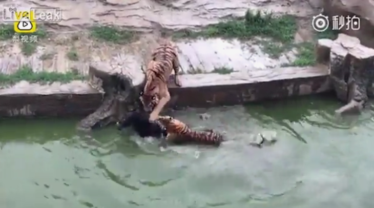 Tigres se comen burro vivo en zoológico | Youtube