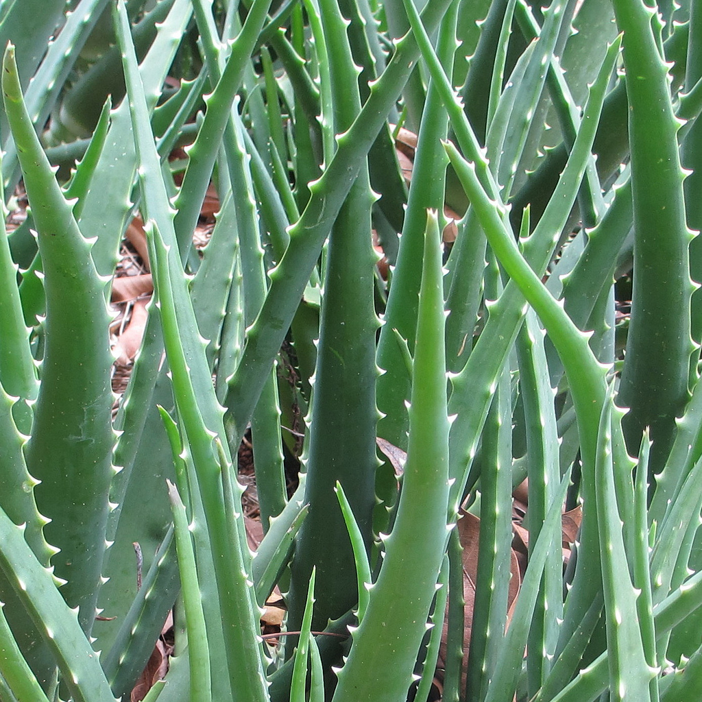 Aloe vera | Ton Rulkens en Flickr (cc)