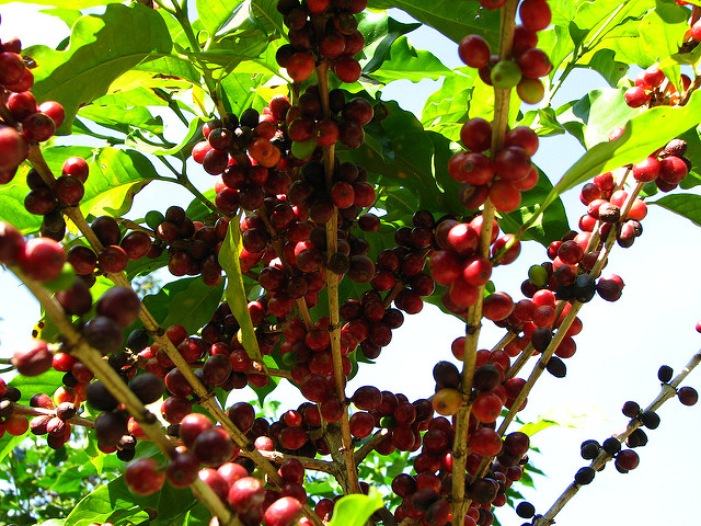 Planta de café en Perquin, Morazán, El Salvador. - ceasol | Flickr (cc)