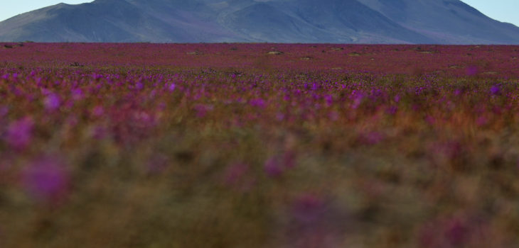 desierto-florido-2017-podra-ser-el-ms-grande-de-la-regin-de-atacama-730x350.jpg
