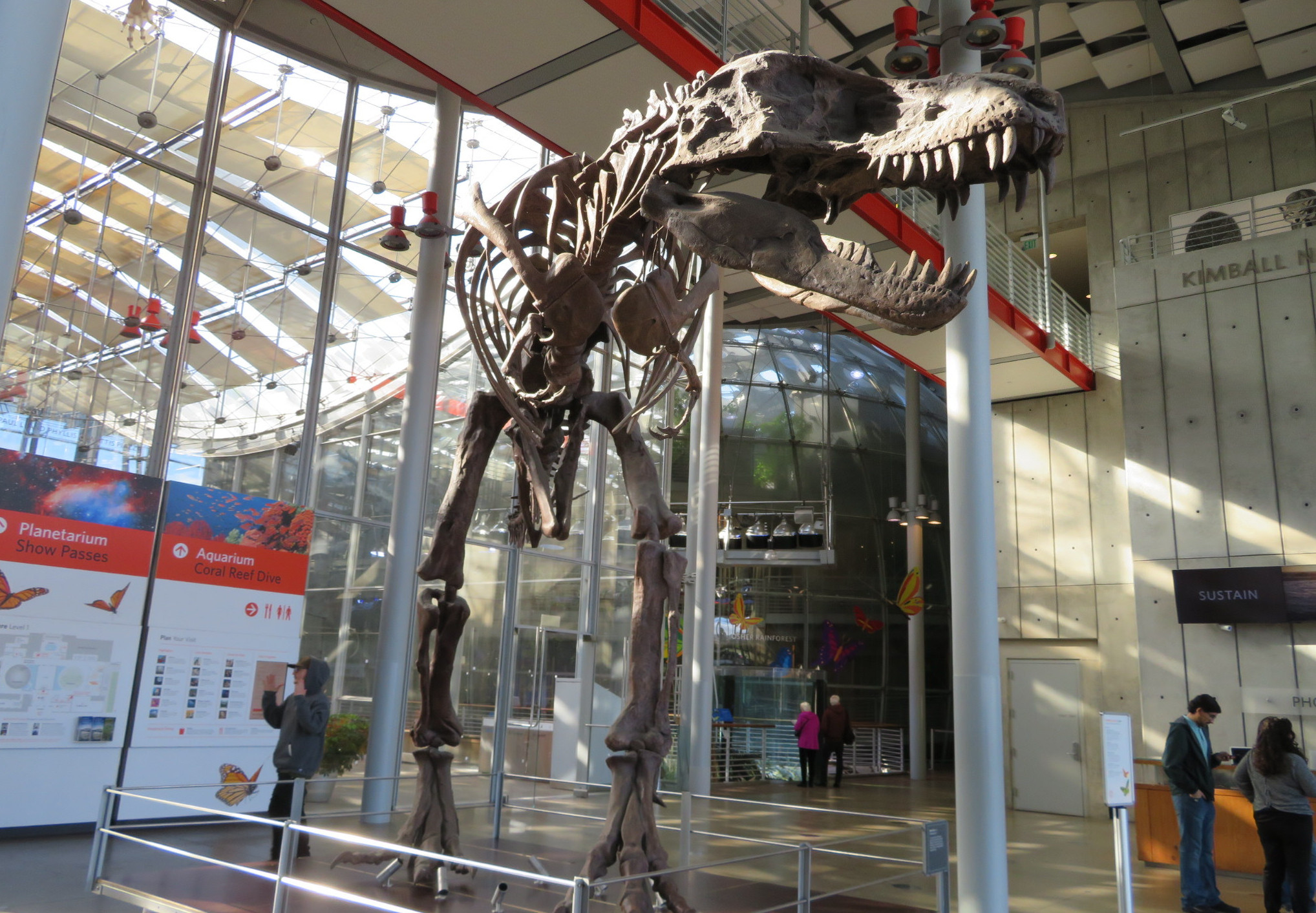 Restos de un Tiranosaurio en la Academia de Ciencias de California | Dawn Pedersen (CC) Flickr