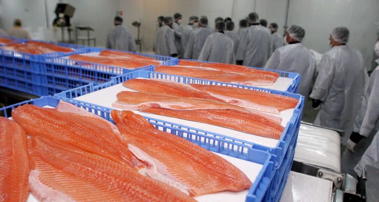 Efecto crisis social: salmón sube de precio en medio de despidos y dificultad para producirlo