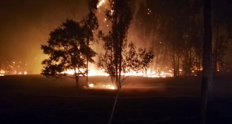 Bomberos trabajan para controlar incendio forestal en Fundo Las Tablas