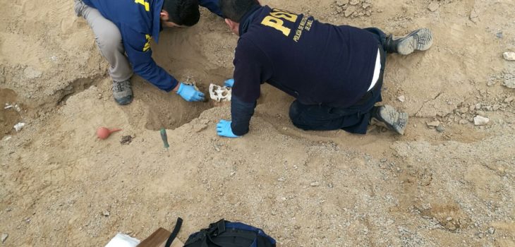 Encuentran cráneo de larga data en Viña del Mar: fue hallado por perro que escarbó en un jardín