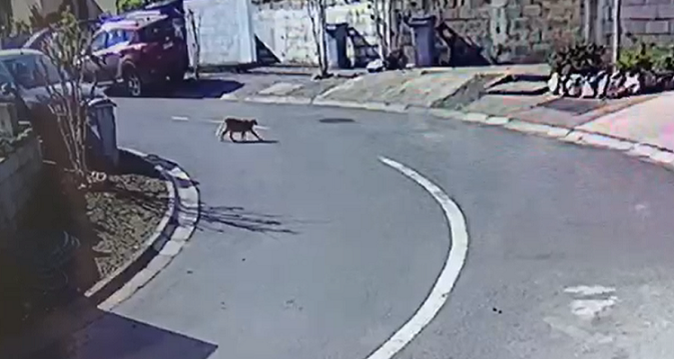 La Florida pide a vecinos cerrar sus puertas y entrar mascotas por presencia de puma