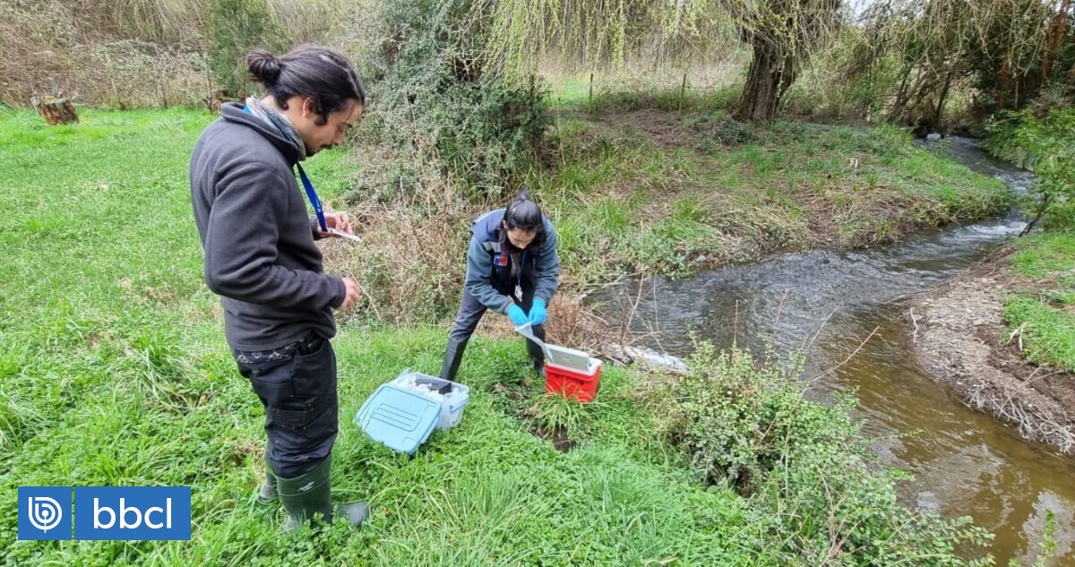 SMA recolecta muestras tras nuevas denuncias de contaminación en río