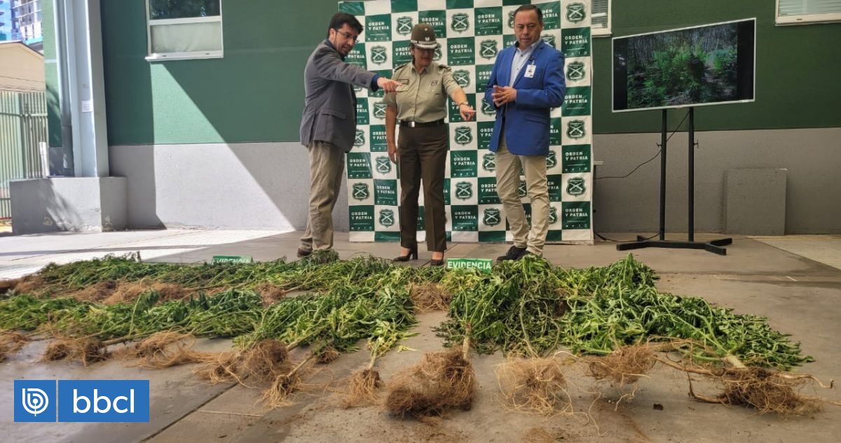 Incautan más de 2 000 plantas de cannabis sativa en Trehuaco avaluadas