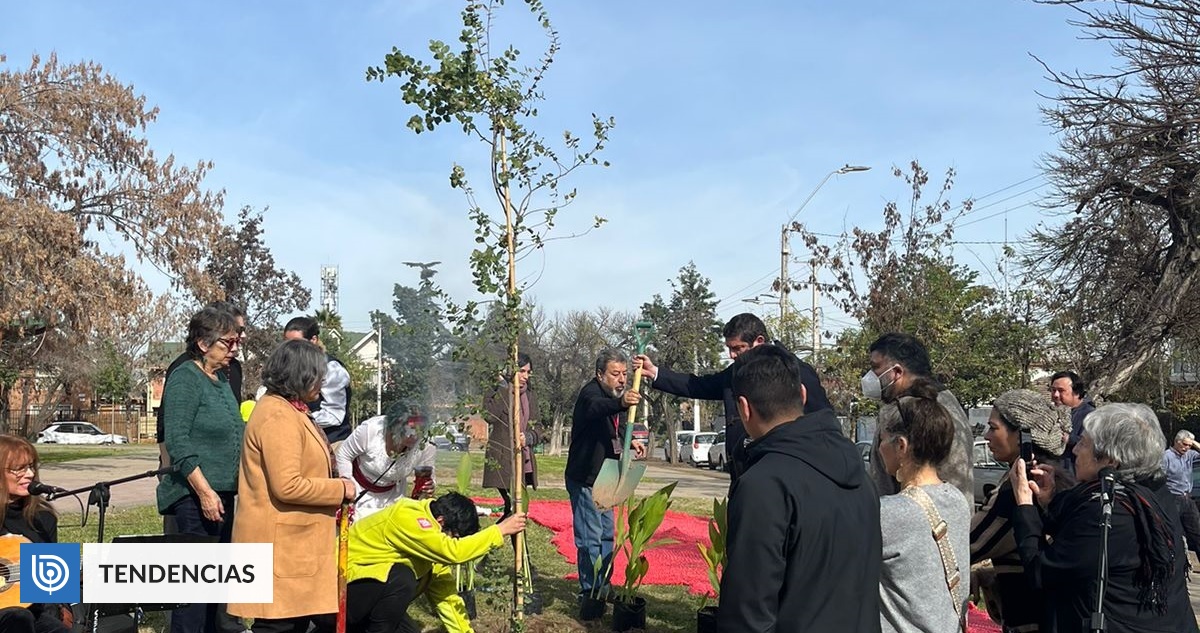 Árboles por la Memoria Plantan quillay frente a ex centro de tortura