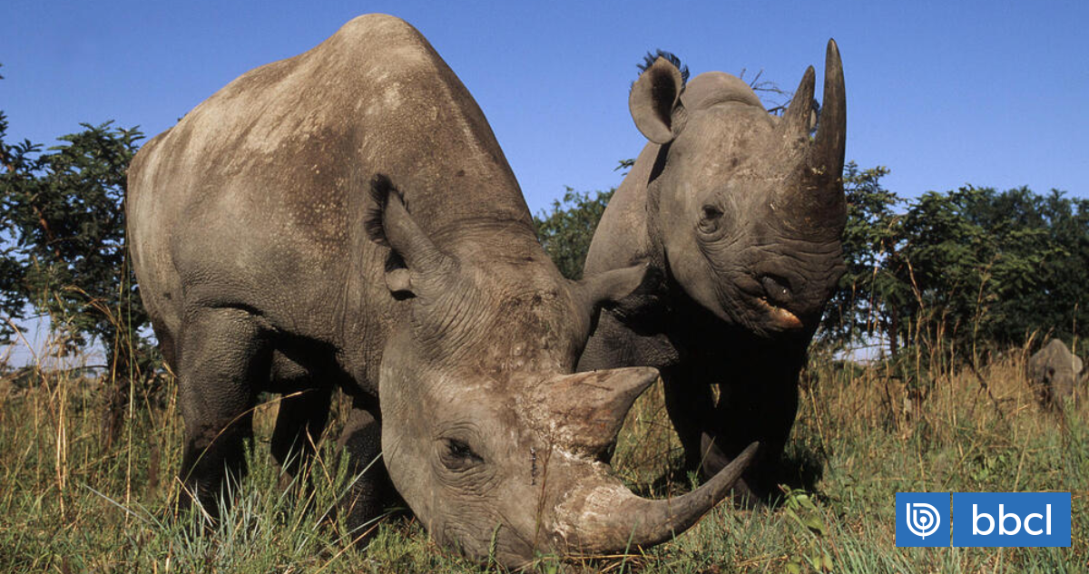 Collares con IA ayudan a proteger rinocerontes en Sudáfrica alertan en