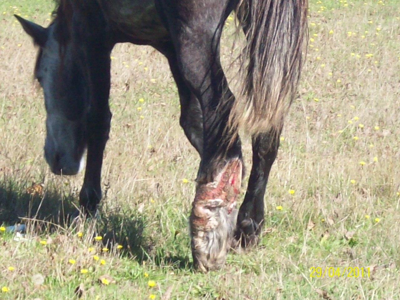 Caballos en mal estado | Marcelo Arévalo