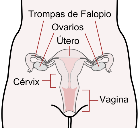 Útero | Wikipedia