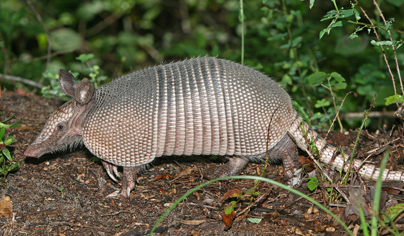 Armadillo | Wikimedia Commons
