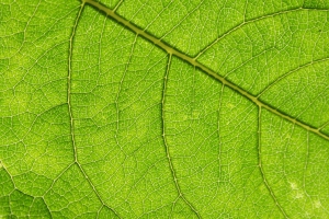 Bert van ‘t Hul en Stock.xchng