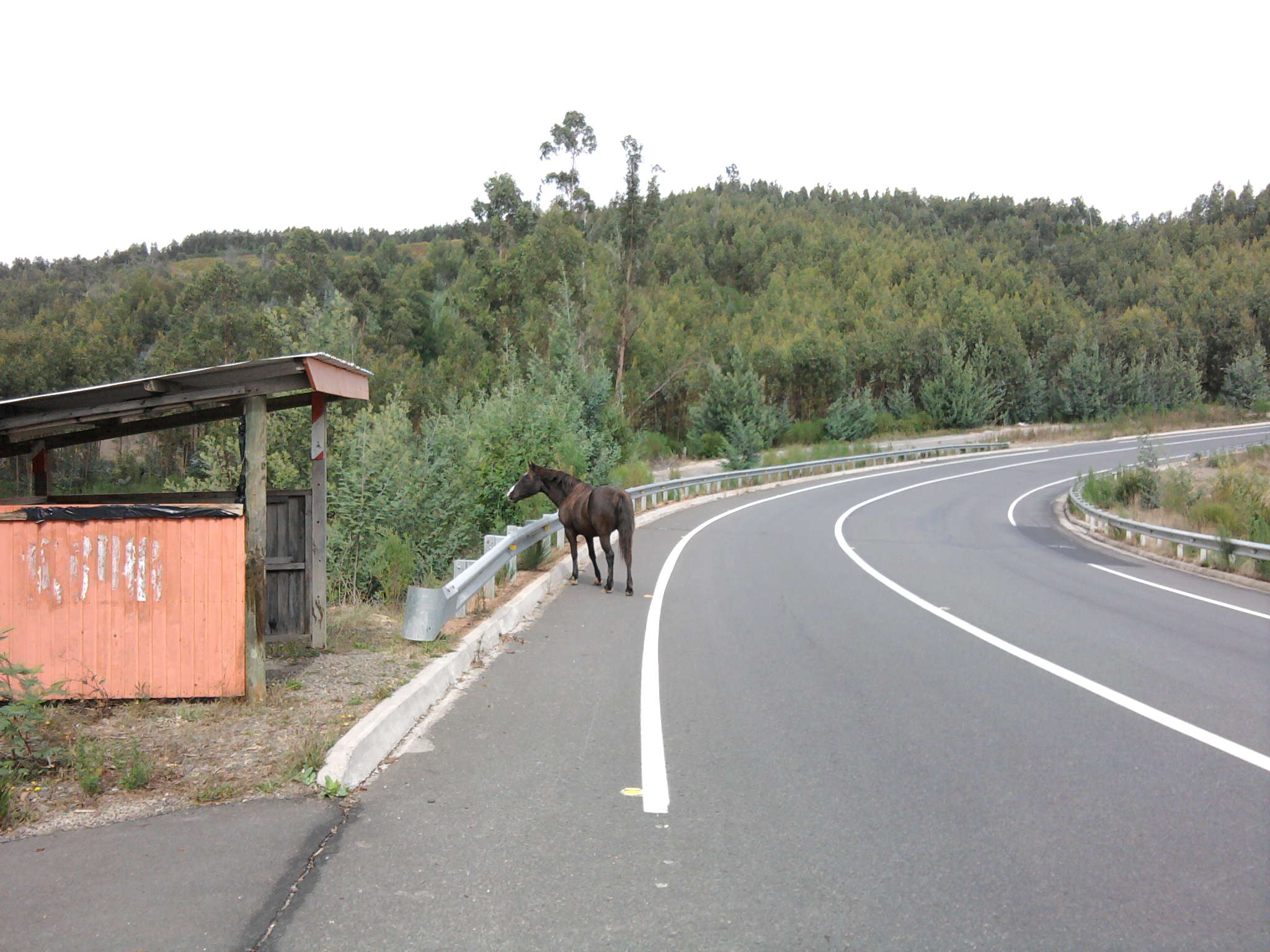 Caballos en Ruta Coelemu hacia San Rafael | B.L.