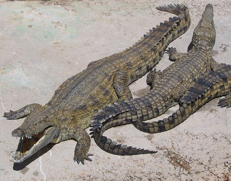Cocodrilos | Wikipedia