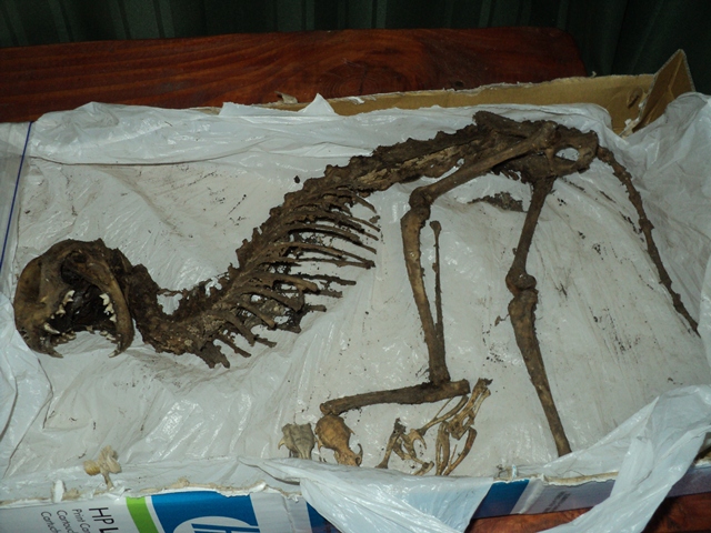 Osamentas encontradas | Carlos Carrillo