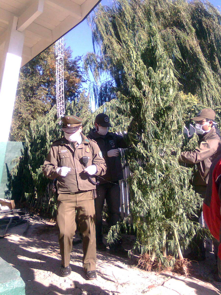 Plantas de marihuana encontradas en fundo | Pedro Cid