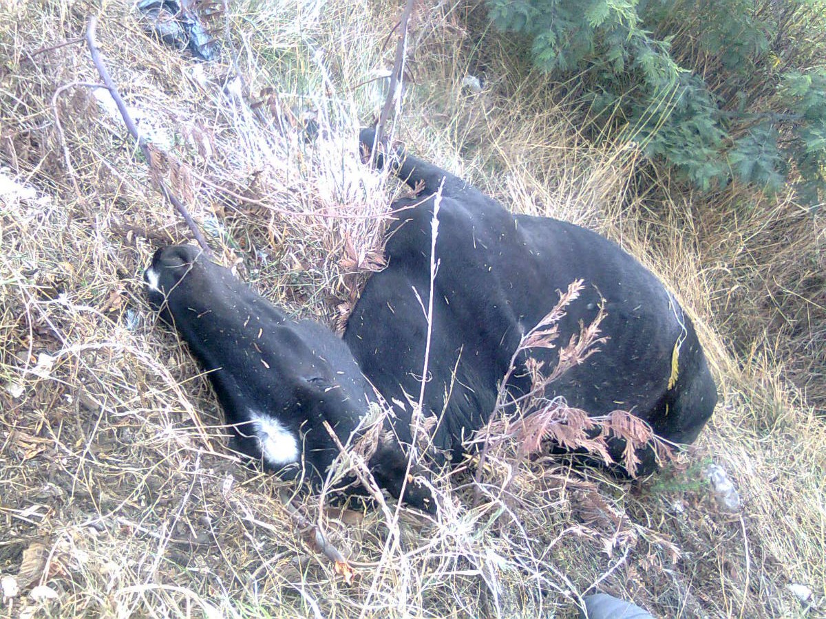 Caballo que protagonizó accidente | Pedro Cid