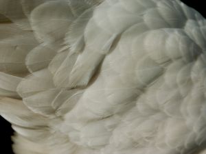 Jonathan Ruchti en Stock.xchng