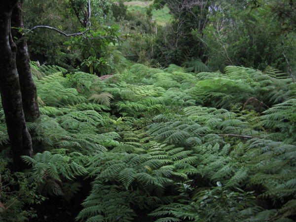 Bosque Valdiviano | Wikimedia