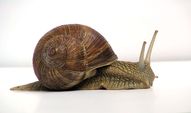 Un caracol | Wikipedia