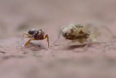 Lucha entre hormiga y araña