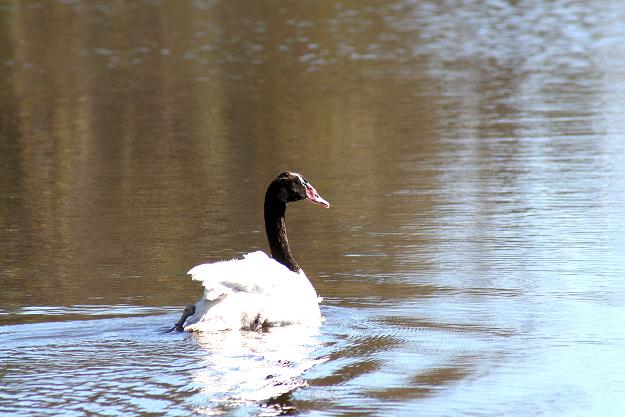 Cisne Negro | Tribuna del Bío-Bío