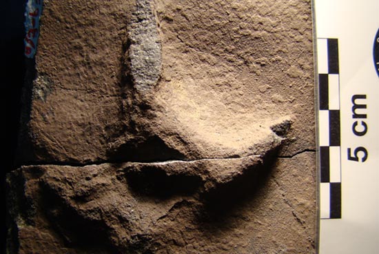 Huellas Fósiles | INACH Oficial