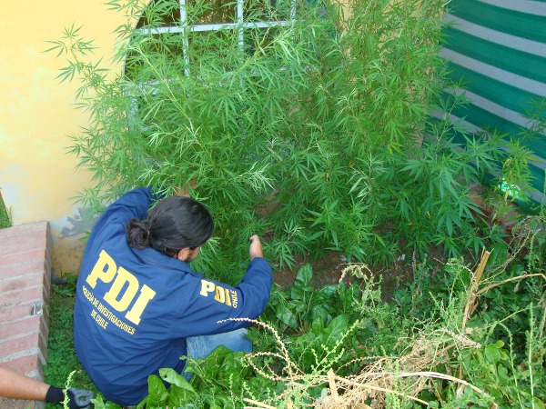 PDI