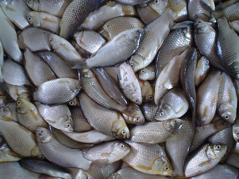 Pescados | Wikipedia