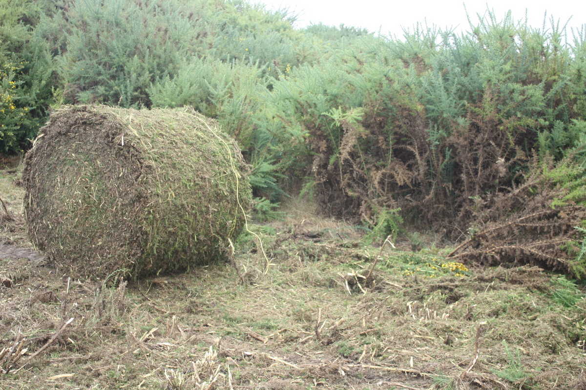 Proceso Forestal | Carlos Martínez