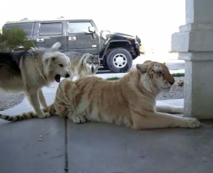 Un perro muy valiente (o muy tonto)