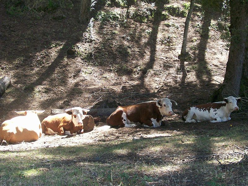 Vaca | Wikimedia Commons (cc)