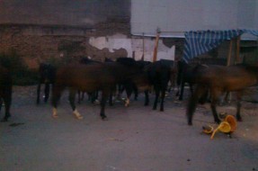 Caballares | Rodrigo Pino