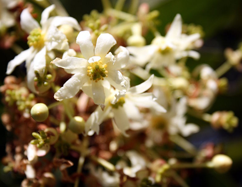 Flores de Canelo | Wikipedia (CC)