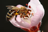 Abejas | Wikipedia