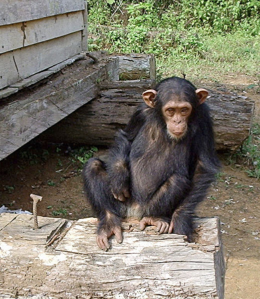 Chimpancé | Wikimedia Commons