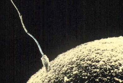 Espermatozoide fecundando a un óvulo | Wikimedia Commons