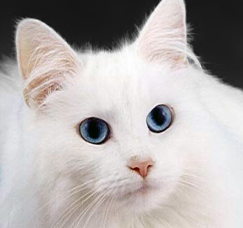Gato blanco | Wikipedia (cc)