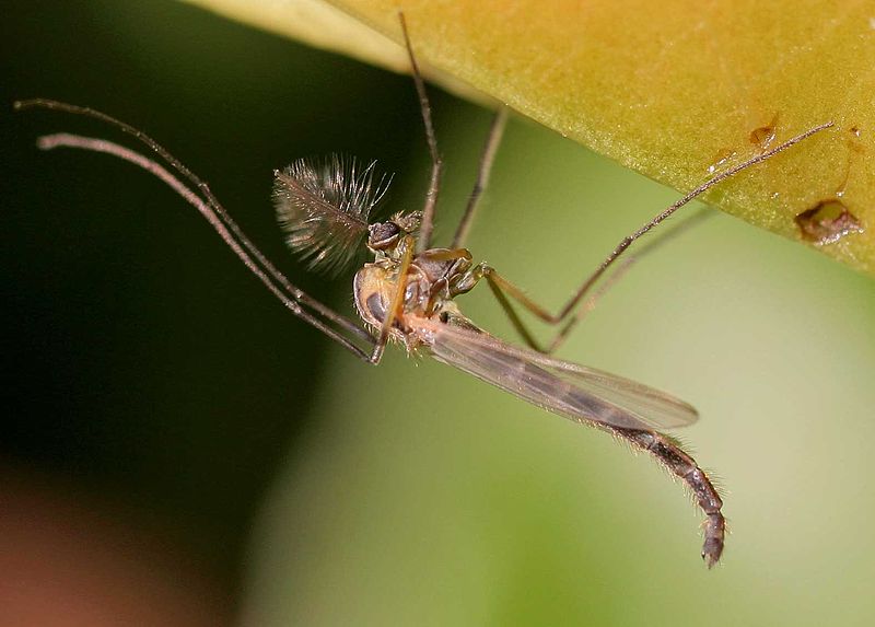Mosquito | Wikimedia Commons (CC)