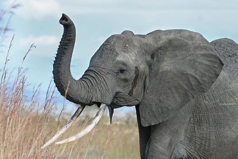 Elefante | Muhammad Mahdi Karim (CC)